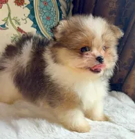 Ace, a male Pomeranian and Yorkshire Terrier for sale in Niles, IL – 7 of 10