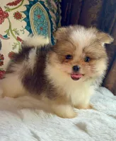 Ace, a male Pomeranian and Yorkshire Terrier for sale in Niles, IL – 6 of 10