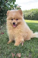 Charlie , a male Pomeranian and Yorkshire Terrier for sale in Niles, IL – 3 of 10