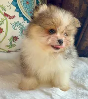 Ace, a male Pomeranian and Yorkshire Terrier for sale in Niles, IL – 2 of 10