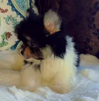 Tea cup Daisy, a female Pomeranian and Yorkshire Terrier for sale in Niles, IL – 2 of 8