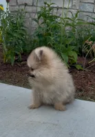 George , a male Pomeranian for sale in Niles, IL – 7 of 9