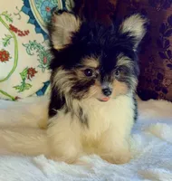 Tea cup Daisy, a female Pomeranian and Yorkshire Terrier for sale in Niles, IL – 4 of 8