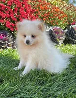 Teddy, a male Pomeranian for sale in Niles, IL – 2 of 3
