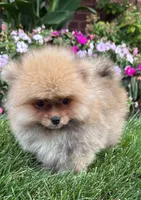 Benny, a male Pomeranian for sale in Niles, IL – 3 of 9