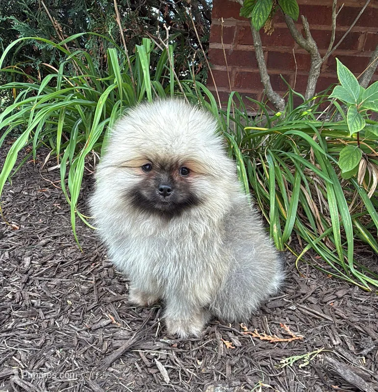 Max  – Pomeranian puppy for sale in Niles, IL