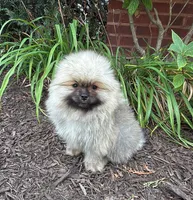 Max , a male Pomeranian for sale in Niles, IL – 3 of 10