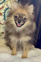 Ruby, a female Pomeranian for sale in Niles, IL – 7 of 10