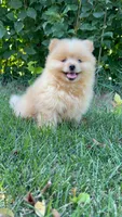 Charlie, a male Pomeranian and Yorkshire Terrier for sale in Pleasant Prairie, WI – 2 of 8