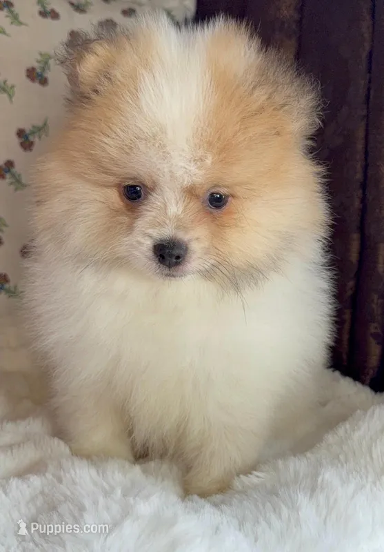 Toby – Pomeranian puppy for sale in Niles, IL