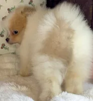 Toby, a male Pomeranian for sale in Niles, IL – Photo 8 of 9