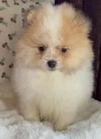 Toby, a male Pomeranian for sale in Niles, IL – Photo 6 of 9