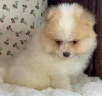 Toby, a male Pomeranian for sale in Niles, IL – Photo 4 of 9