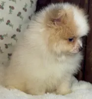 Toby, a male Pomeranian for sale in Niles, IL – Photo 9 of 9