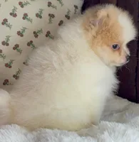 Toby, a male Pomeranian for sale in Niles, IL – Photo 5 of 9