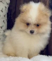 Toby, a male Pomeranian for sale in Niles, IL – Photo 7 of 9