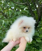 Fluffy , a female Pomeranian for sale in Niles, IL – 2 of 10