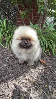 Max , a male Pomeranian for sale in Niles, IL – 7 of 10