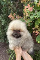 Max , a male Pomeranian for sale in Niles, IL – 9 of 10