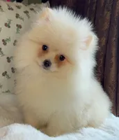 Donald, a male Pomeranian for sale in Niles, IL – Photo 6 of 8