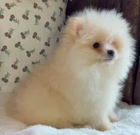 Donald, a male Pomeranian for sale in Niles, IL – Photo 3 of 8