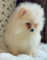 Donald, a male Pomeranian for sale in Niles, IL – Photo 8 of 8