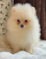 Donald, a male Pomeranian for sale in Niles, IL – Photo 7 of 8