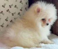 Donald, a male Pomeranian for sale in Niles, IL – Photo 2 of 8