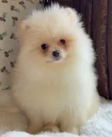 Donald, a male Pomeranian for sale in Niles, IL – Photo 1 of 8