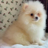 Donald, a male Pomeranian for sale in Niles, IL – Photo 4 of 8