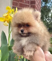 Benny, a male Pomeranian for sale in Niles, IL – 7 of 9