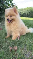 Charlie , a male Pomeranian and Yorkshire Terrier for sale in Niles, IL – 5 of 10