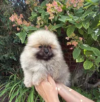Max , a male Pomeranian for sale in Niles, IL – 10 of 10