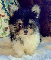 Tea cup Daisy, a female Pomeranian and Yorkshire Terrier for sale in Niles, IL – 6 of 8