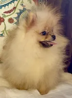 Pasha, a male Pomeranian for sale in Niles, IL – 4 of 10