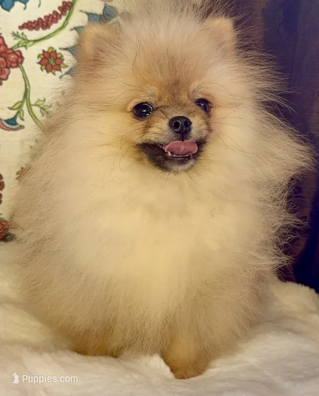 Pasha – Pomeranian puppy for sale in Niles, IL
