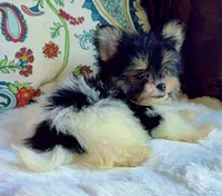 Tea cup Daisy, a female Pomeranian and Yorkshire Terrier for sale in Niles, IL – 5 of 8