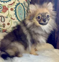 Ruby, a female Pomeranian for sale in Niles, IL – 2 of 10