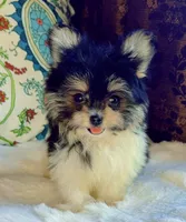 Tea cup Daisy, a female Pomeranian and Yorkshire Terrier for sale in Niles, IL – 3 of 8
