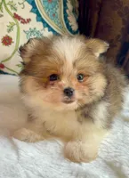 Ace, a male Pomeranian and Yorkshire Terrier for sale in Niles, IL – 4 of 10