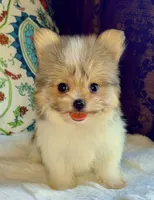 Tea cup Bella, a female Pomeranian and Yorkshire Terrier for sale in Niles, IL – 5 of 7