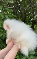 Fluffy , a female Pomeranian for sale in Niles, IL – 4 of 10