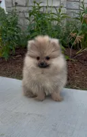 George , a male Pomeranian for sale in Niles, IL – 4 of 9