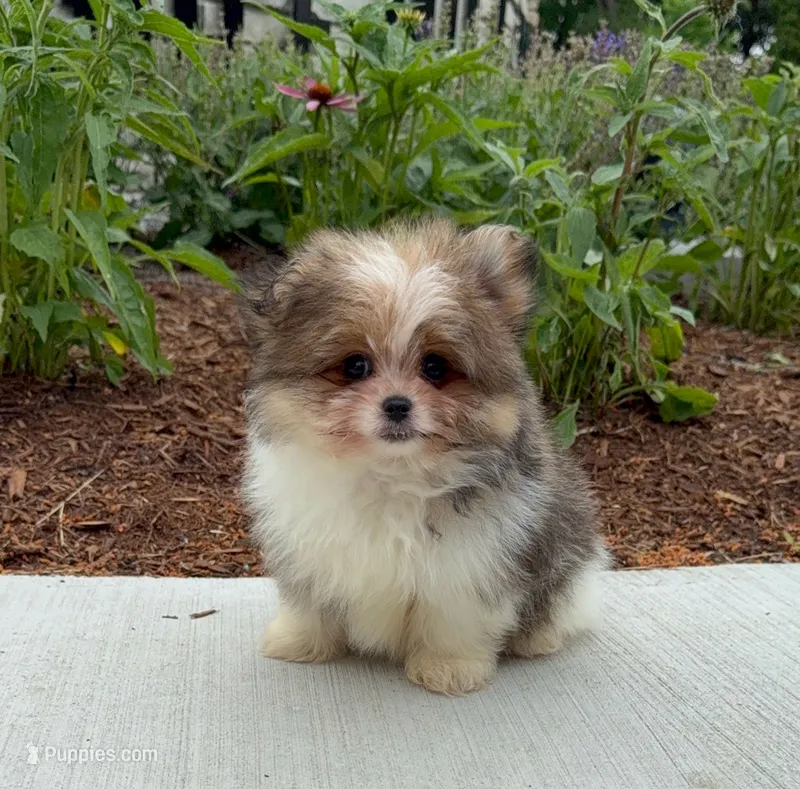 Ace – Pomeranian, Yorkshire Terrier puppy for sale in Niles, IL