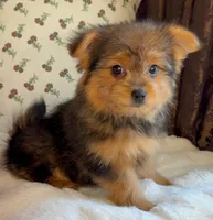 Berry, a male Pomeranian and Yorkshire Terrier for sale in Niles, IL – Photo 10 of 10