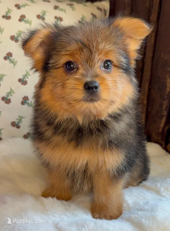 Berry – Pomeranian, Yorkshire Terrier puppy for sale in Niles, IL
