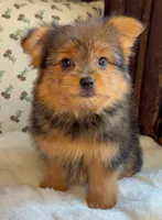 Berry, a male Pomeranian and Yorkshire Terrier for sale in Niles, IL – Photo 1 of 10