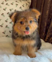 Berry, a male Pomeranian and Yorkshire Terrier for sale in Niles, IL – Photo 7 of 10