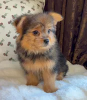 Berry, a male Pomeranian and Yorkshire Terrier for sale in Niles, IL – Photo 5 of 10