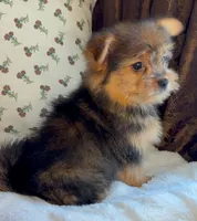 Berry, a male Pomeranian and Yorkshire Terrier for sale in Niles, IL – Photo 8 of 10